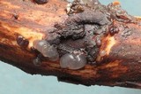 Exidia truncata image