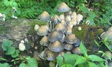 Coprinopsis variegata image
