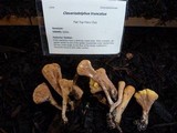 Clavariadelphus truncatus image