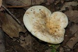 Lactarius piperatus image
