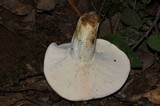Lactarius piperatus image