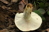 Lactarius piperatus image