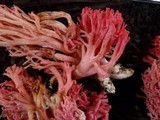 Ramaria araiospora image