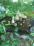 Coprinopsis variegata image