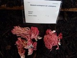 Ramaria araiospora image