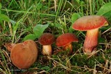 Boletellus intermedius image