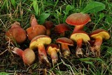 Boletellus intermedius image