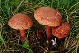 Boletellus intermedius image