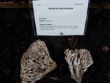 Ramaria velocimutans image