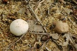 Lycoperdon dermoxanthum image