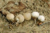 Lycoperdon dermoxanthum image