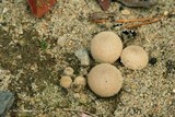Lycoperdon dermoxanthum image