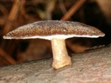 Polyporus brumalis image