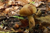 Boletus vermiculosoides image