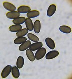 Psathyrella atrospora image
