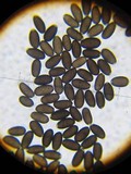 Psathyrella atrospora image