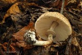 Chlorophyllum olivieri image