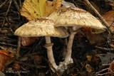 Chlorophyllum olivieri image