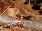 Polyporus brumalis image
