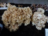 Sparassis crispa image