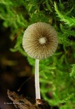 Pluteus hispidulus image