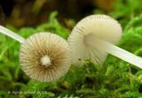 Pluteus hispidulus image