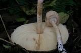 Chlorophyllum olivieri image