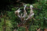 Clavulina coralloides image