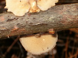 Polyporus brumalis image