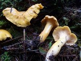Cantharellus formosus image