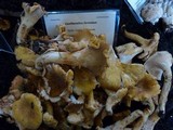 Cantharellus formosus image