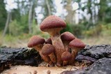 Gymnopilus luteofolius image