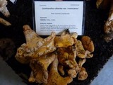 Cantharellus roseocanus image