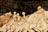 Onygena equina image