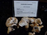 Cantharellus subalbidus image