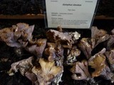 Gomphus clavatus image