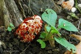 Abortiporus biennis image