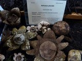 Astraeus pteridis image