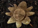 Astraeus pteridis image