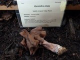 Gyromitra infula image