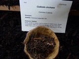 Cudonia circinans image