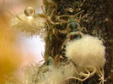 Scorias spongiosa image