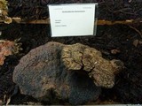 Ischnoderma benzoinum image