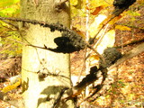 Scorias spongiosa image