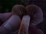 Hebeloma sacchariolens image