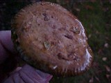 Paxillus involutus image
