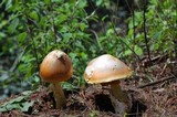 Amanita yema image
