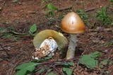 Amanita yema image