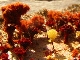 Metatrichia vesparium image