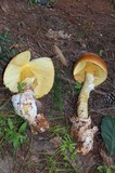 Amanita yema image